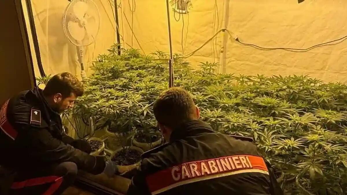 'Serra' scoperta dai Carabinieri in un'abitazione privata con 34 piante di marijuana: denunciato 24enne - 
