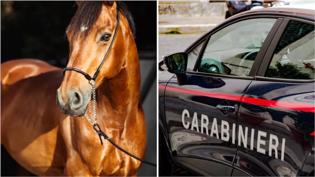 Frusta un cavallo già ferito fino a farlo sanguinare: i Carabinieri vedono tutta la scena, 65enne denunciato - 
