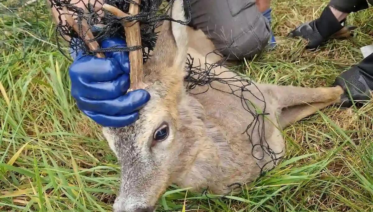 Capriolo rimane intrappolato in una rete: i soccorritori gli salvano la vita - 