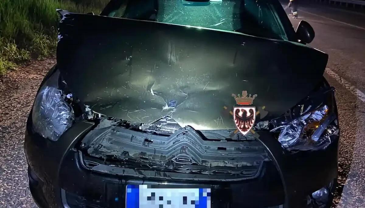 Cervo sbuca dalla boscaglia, il conducente non può evitare l'impatto: auto distrutta - 