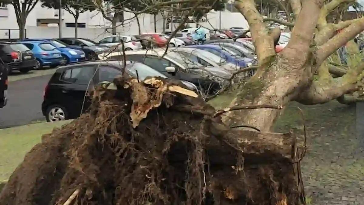 Albero cade nel parcheggio, pronto intervento nel giorno di Pasqua: area chiusa e messa in sicurezza - 
