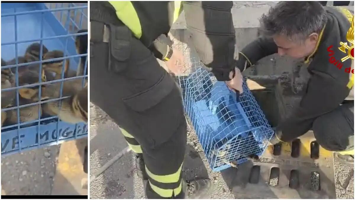 Anatroccoli intrappolati in un tombino, salvati dai  pompieri - 