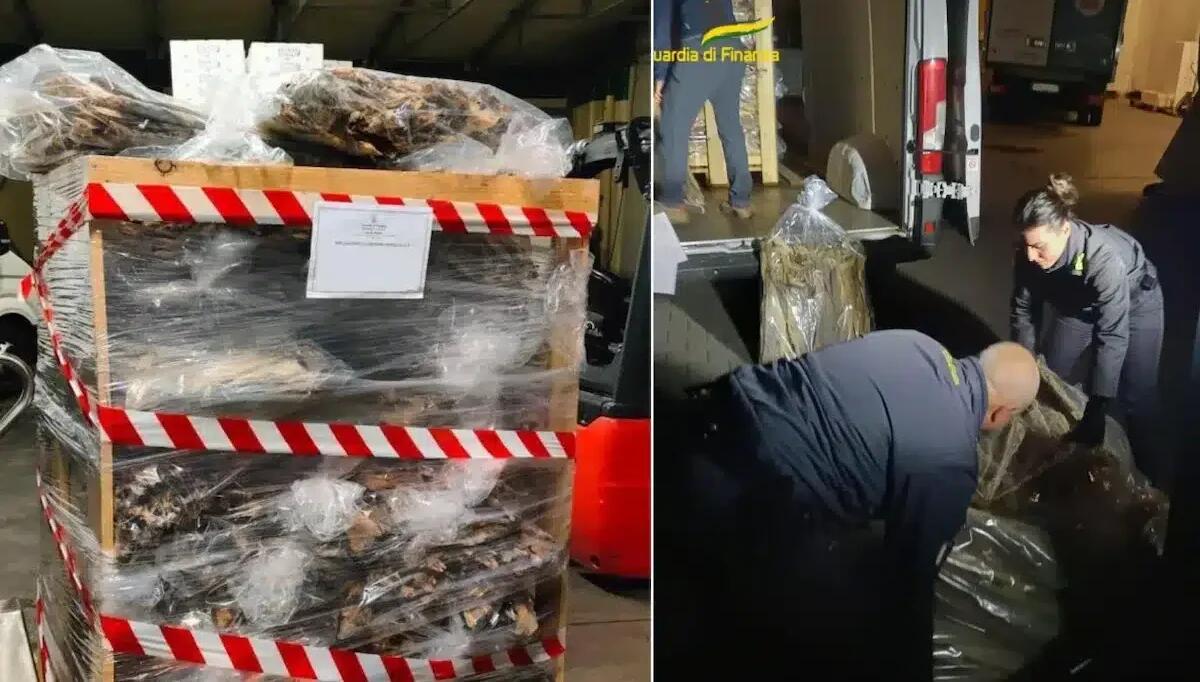Pesce privo di tracciabilità e controlli sanitari, sequestrati oltre 1000kg: era destinato ai ristoranti - 