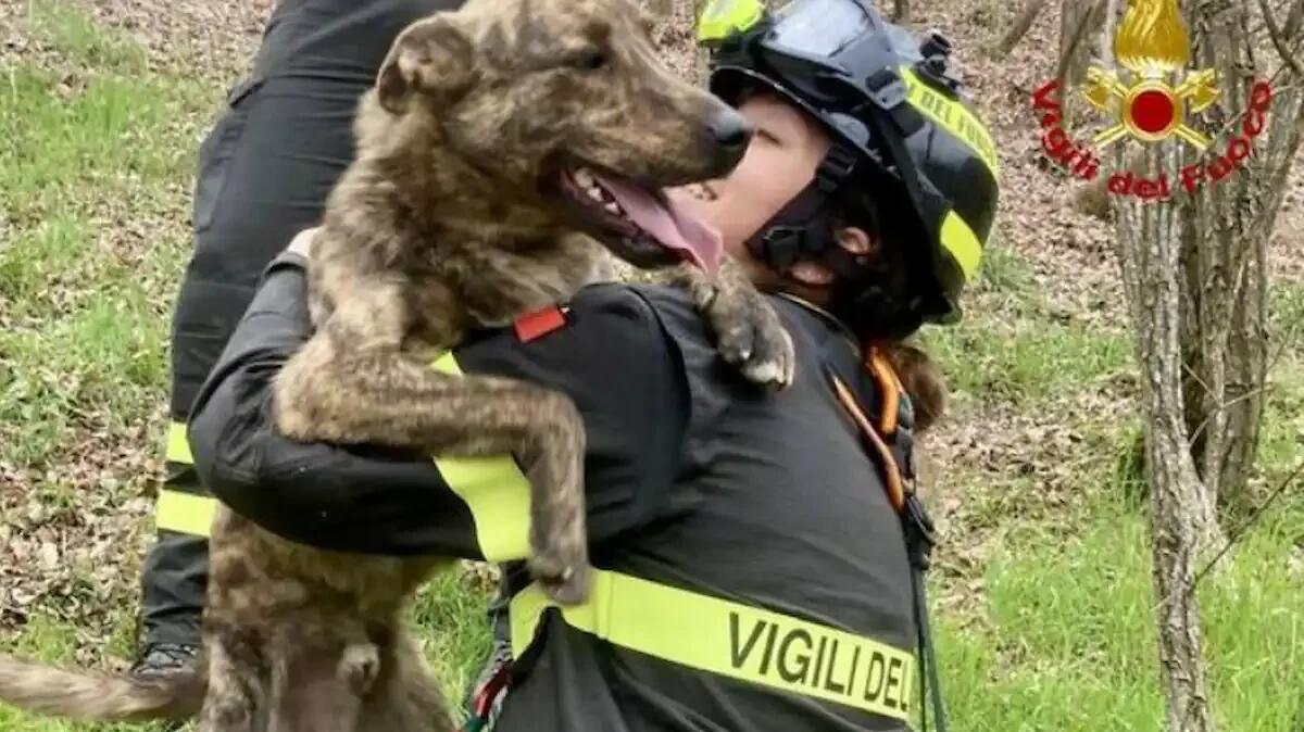 Passeggiata in montagna finisce male: cane precipita per oltre 30 metri e cade in un dirupo - 