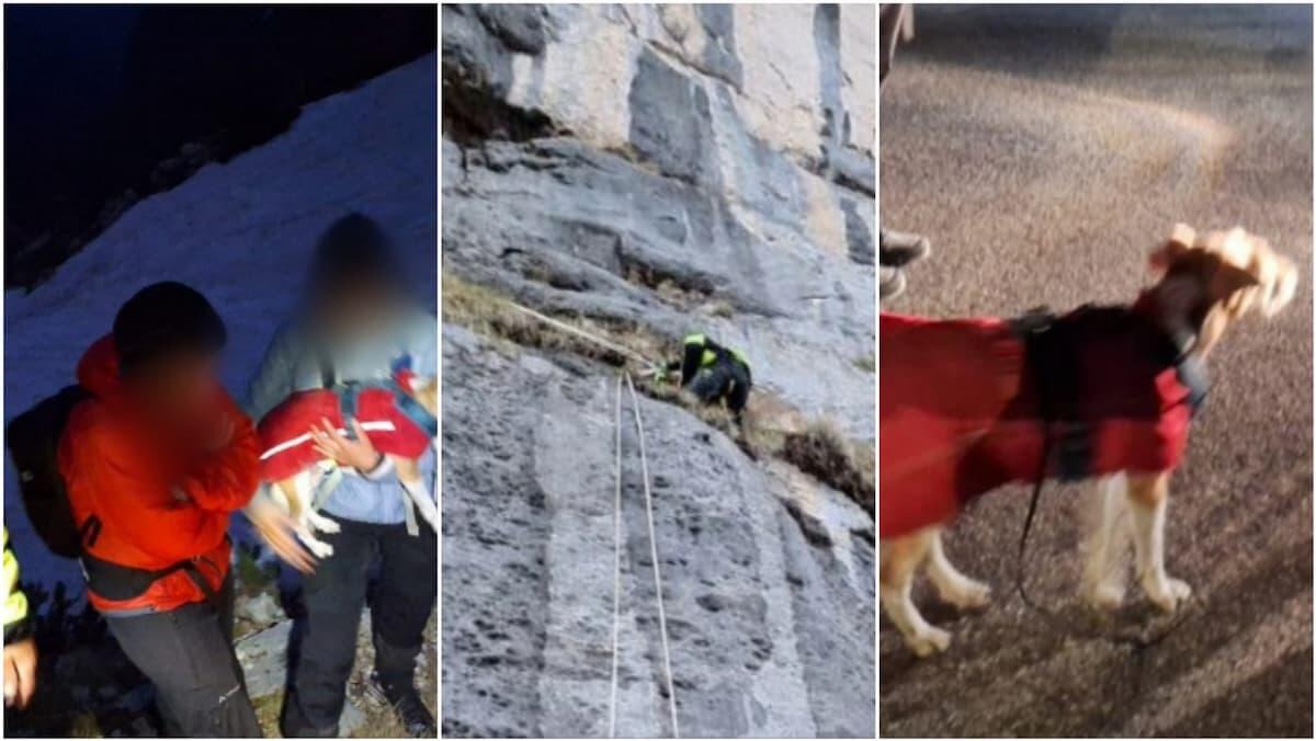 Lorina rimane bloccata su una cengia durante l'escursione: Fox terrier salvata dai vigili del fuoco - 