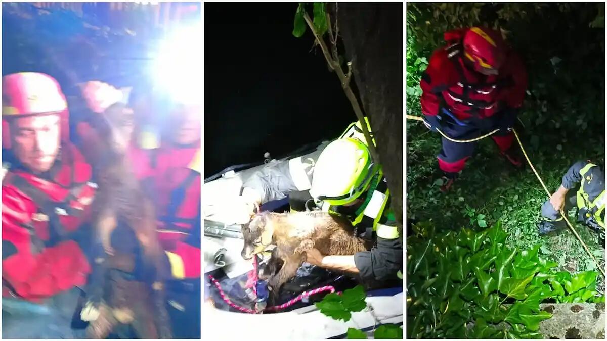 Capretto cade in un canale, intervento notturno dei vigili del fuoco: recupero con battello pneumatico - 