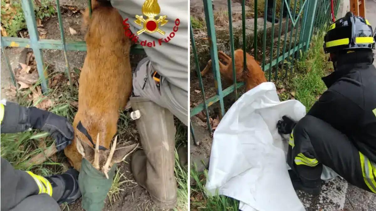 Capriolo si ferisce e rimane incastrato tra le sbarre di un cancello: le immagini del salvataggio - 