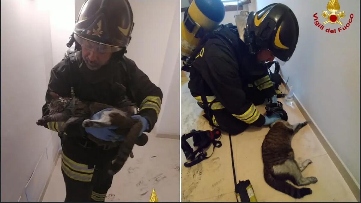 Scoppia l'incendio in appartamento, gattino ormai in fin di vita: salvato in extremis dai pompieri - 