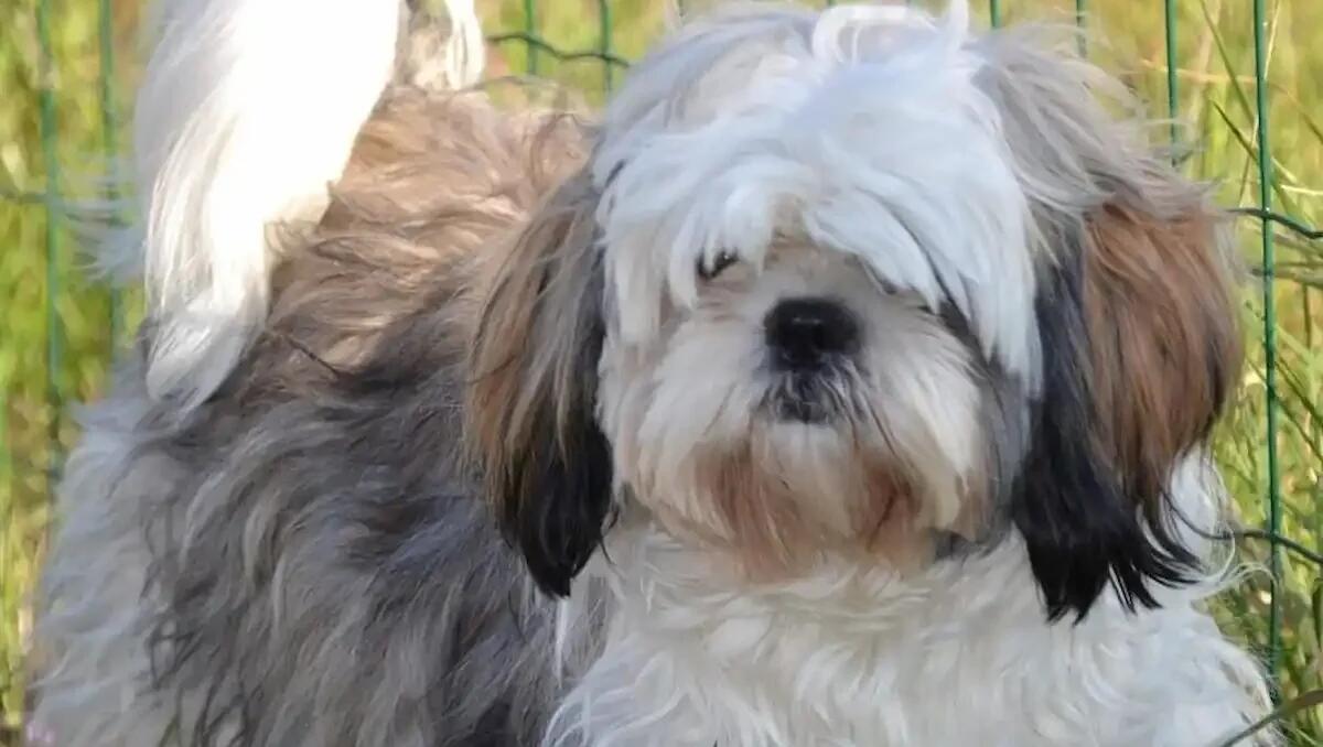 Pirata della strada contromano: sfiora un bambino di sette anni, uccide il suo cane e fugge - 