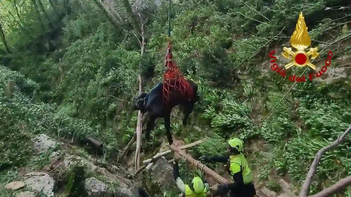Vitelli precipitano in un dirupo, rimangono intrappolati: recuperati in elicottero dai pompieri - 