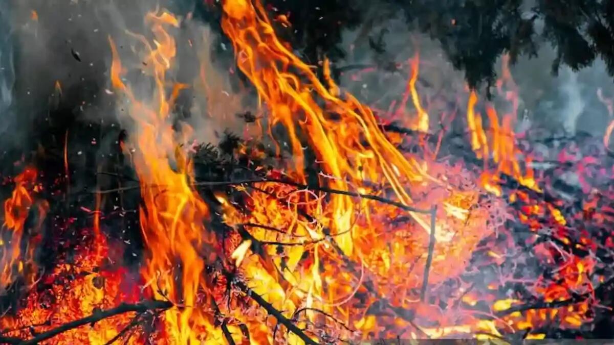 Cespuglio in fiamme, brucia anche un cartellone pubblicitario: la causa probabilmente una sigaretta - 