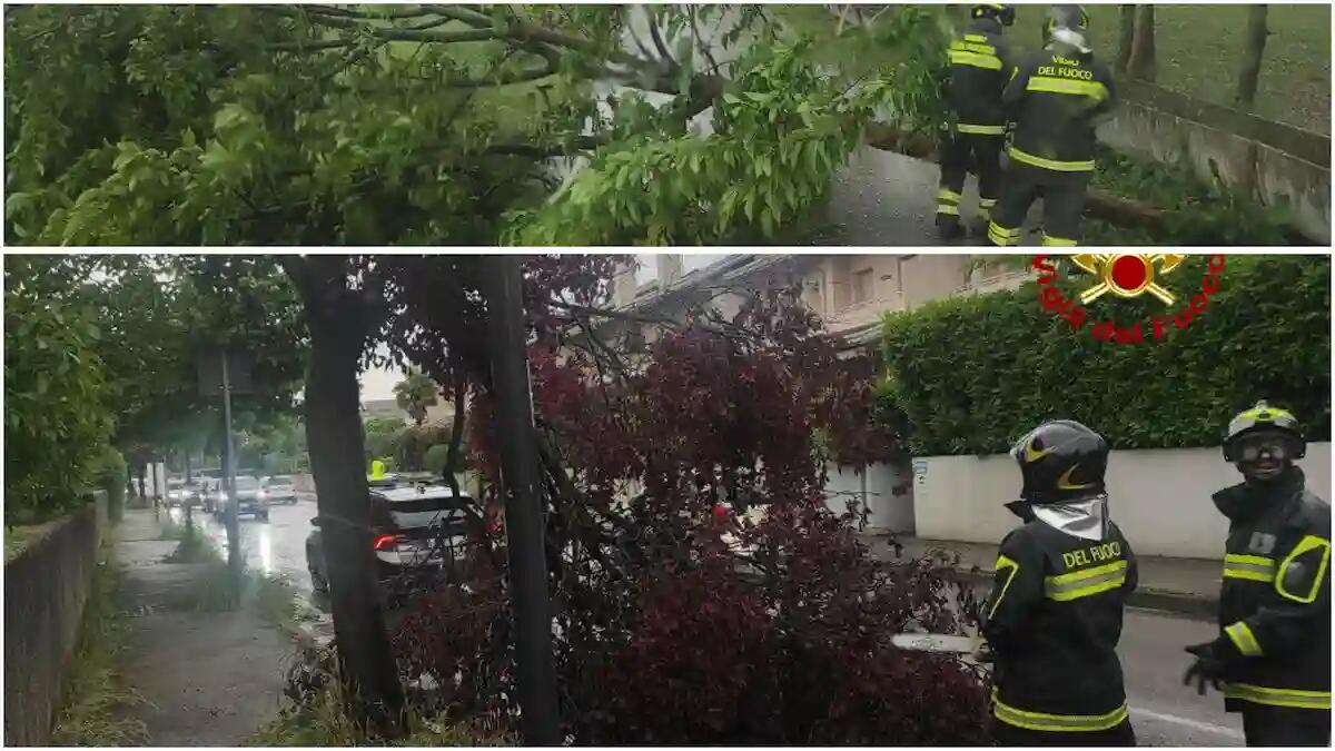 Treviso, alberi caduti e disagi: interventi d’urgenza per liberare le strade - 