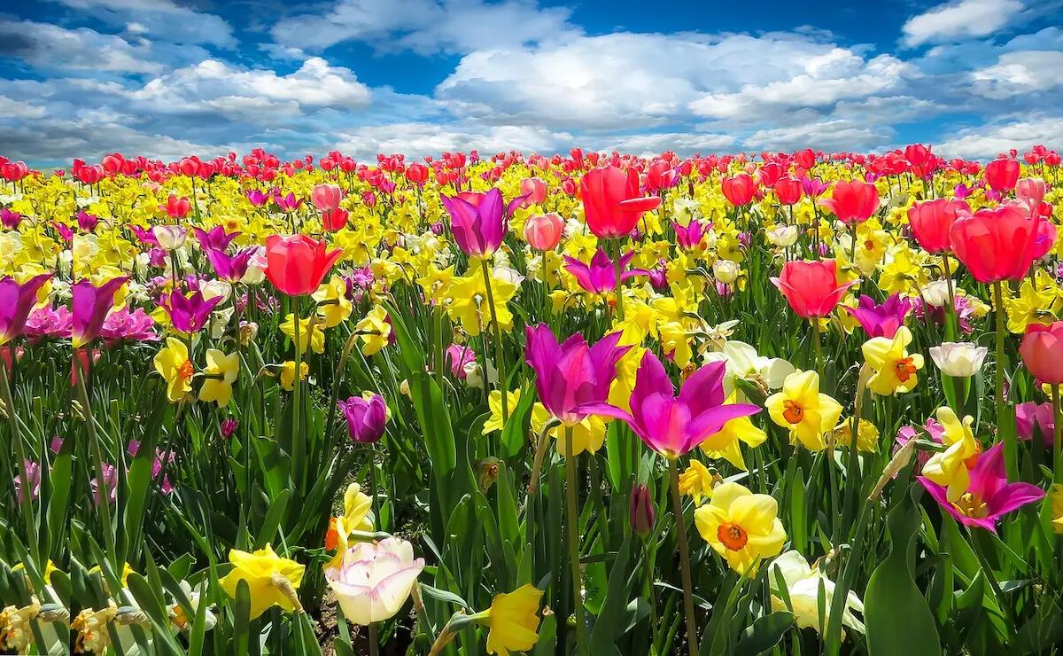 Questa città del Friuli Venezia Giulia il 3 maggio sarà in fiore: un'esplosione di profumi e colori - 