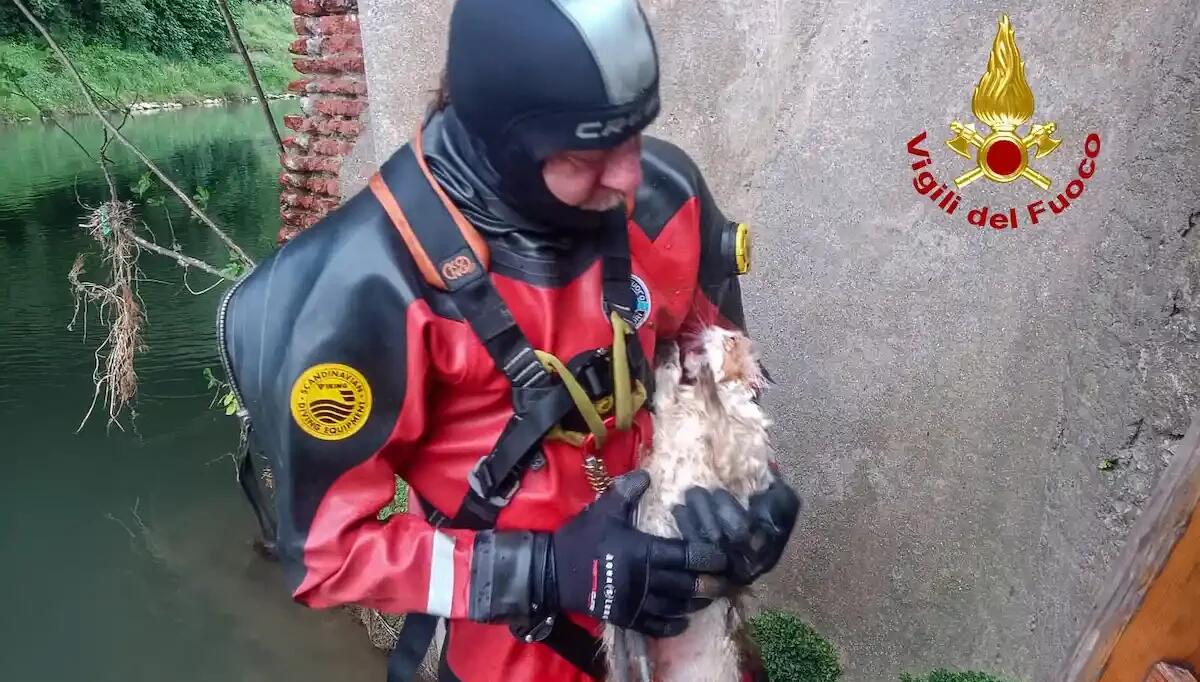 "Camy" si tuffa dal ponte e rischia di annegare nel Bacchiglione: recuperata da un sommozzatore - 