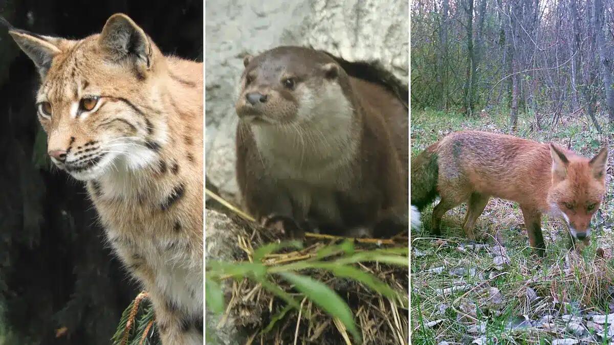 Donnole, tassi, linci, lupi: a Cornino focus sui predatori del Nordest e sull'espansione di varie specie - 