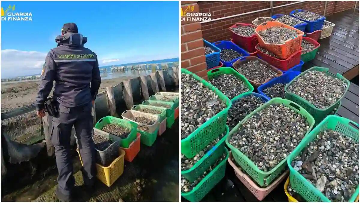 Controlli nella laguna, confiscate barche e oltre 3 tonnellate di vongole senza tracciabilità - 