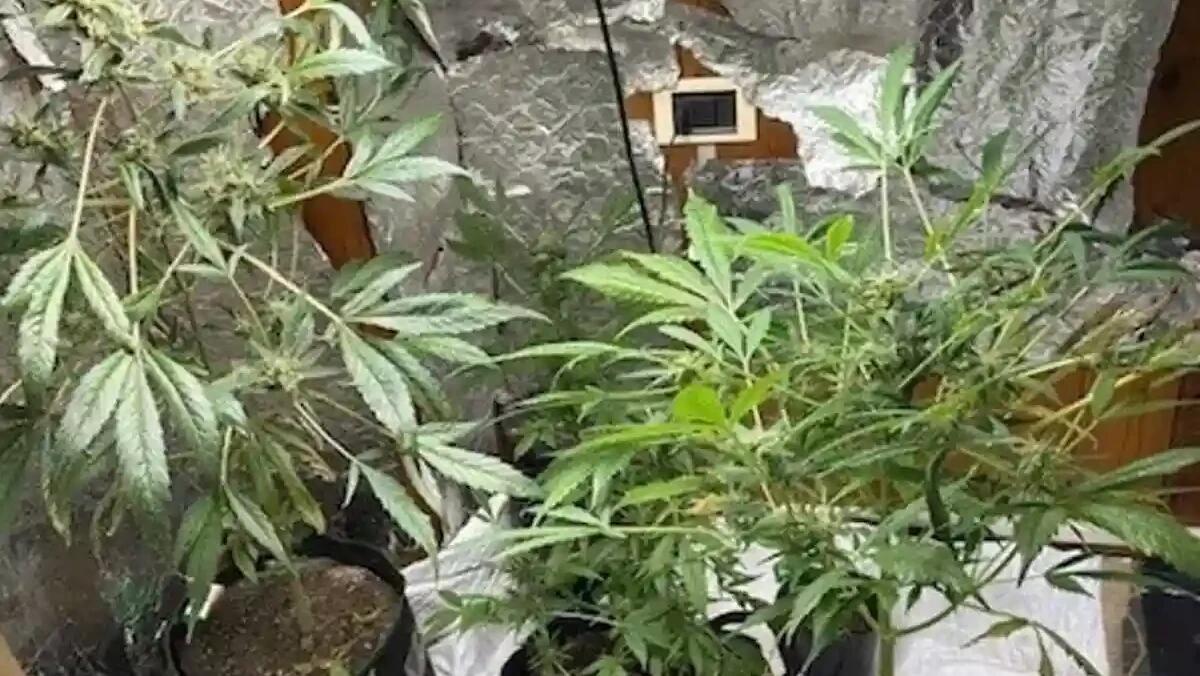 Lite tra vicini, intervento dei Carabinieri: scoprono una serra artigianale di marijuana - 
