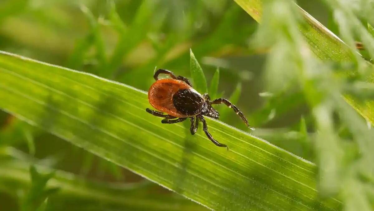 Encefalite da Zecca: cosa sapere e come prevenire l’infezione con l’arrivo della primavera -