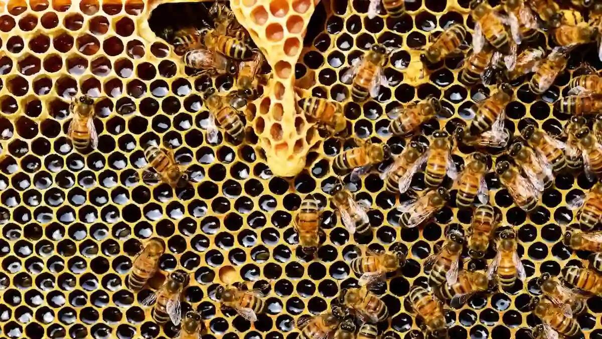 Punta da un'ape mentre lavora alle arnie, shock anafilattico: muore donna di 65 anni - 