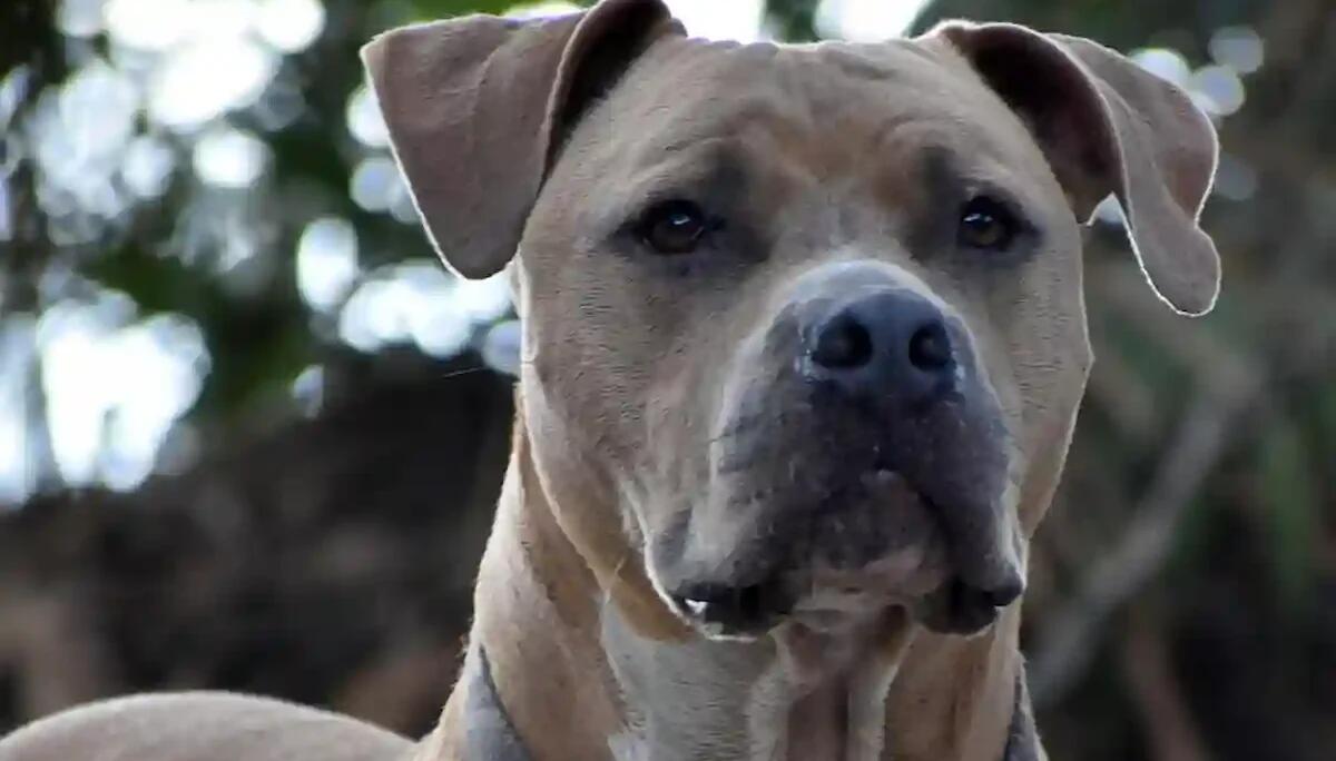 Cliente azzannato da un pitbull in un bar, ferito alla coscia: è intervenuta la Polizia - 