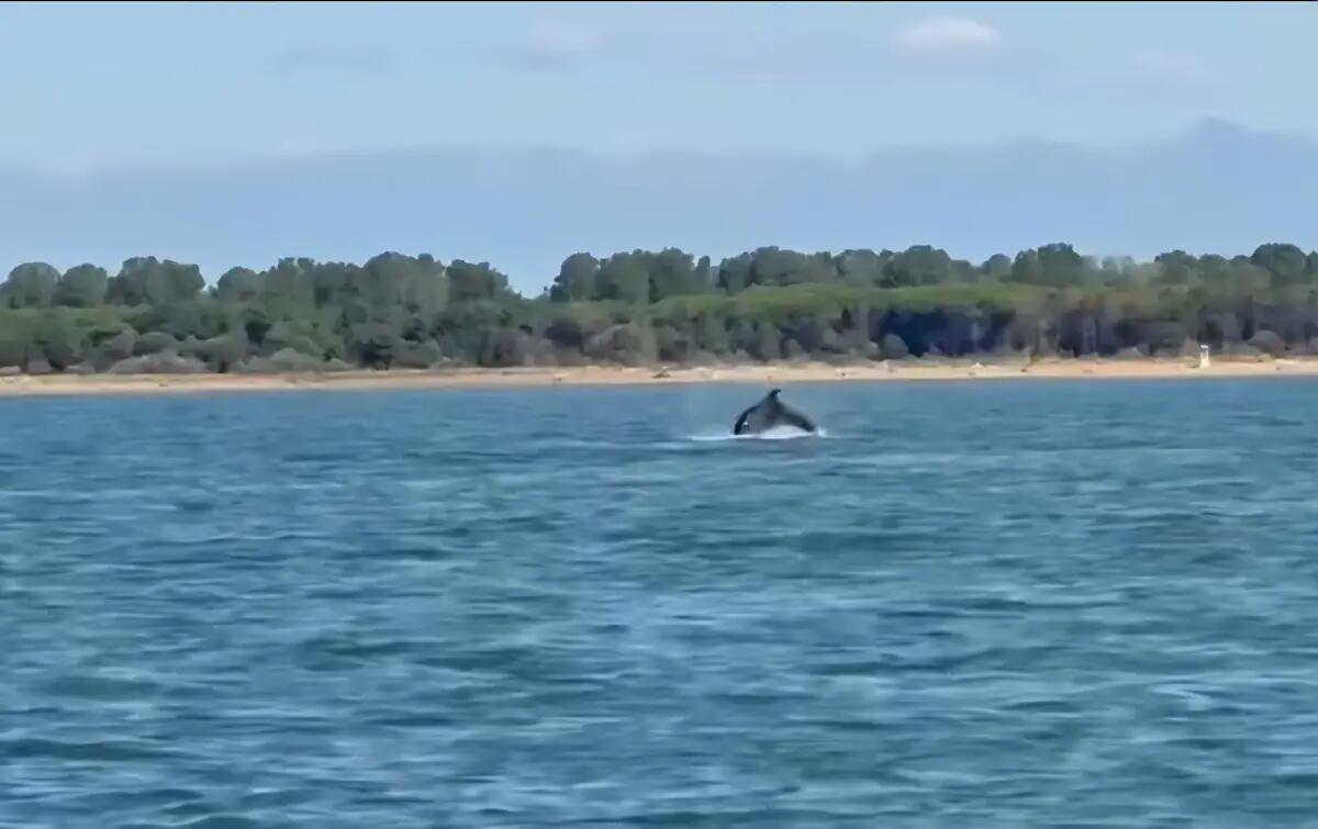Delfini a Bibione, il mare regala uno spettacolo unico a pochi metri dalla costa - VIDEO - 