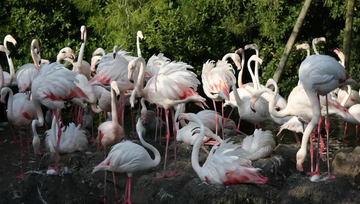 Parco Zoo Punta Verde e Oasi Val Grande uniscono le forze per un'estate di esperienze uniche e sconti -