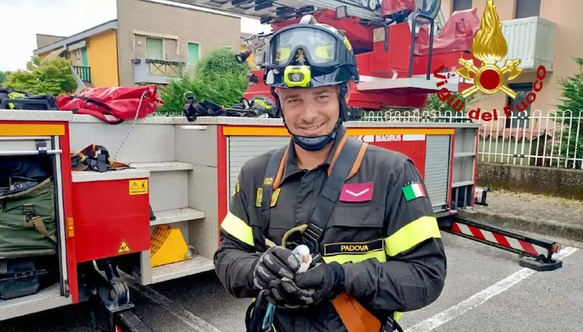 "Atene" scappa dalla gabbietta e si rifugia su un albero: pappagallino recuperato a 10 metri d'altezza - 