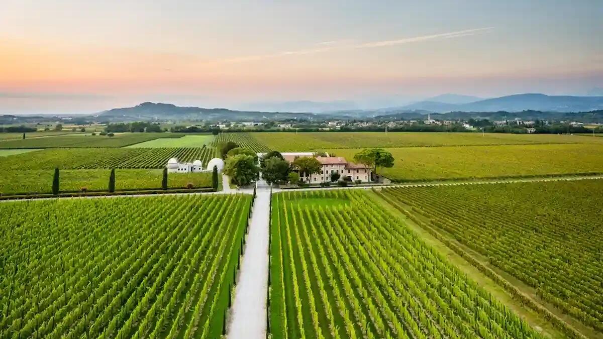 Borgo Conventi, un’estate tra musica, vino e arte nel cuore del Collio - 