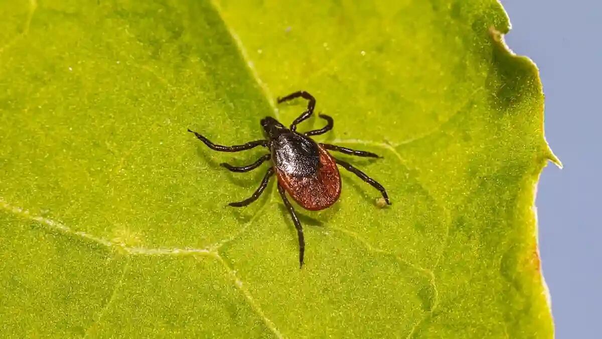 Encefalite da zecche, già due casi in Trentino: cosa fare se si viene punti - 