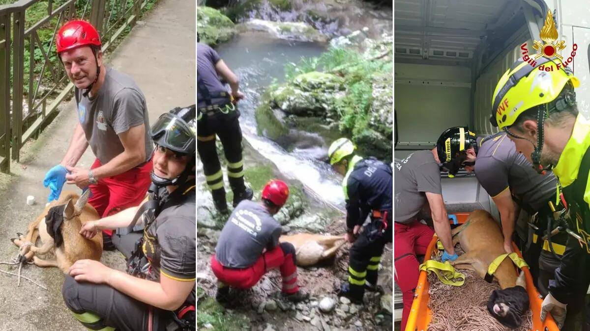 Femmina di capriolo gravida intrappolata in una cavità: soccorsa e liberata dai pompieri - 