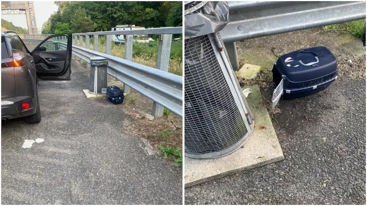 Gattino abbandonato in autostrada dentro un trasportino: fugge spaventato e va incontro alla morte - 