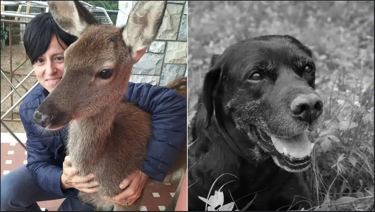 Animali esseri sensibili: come comprendere i nostri 4 zampe - 