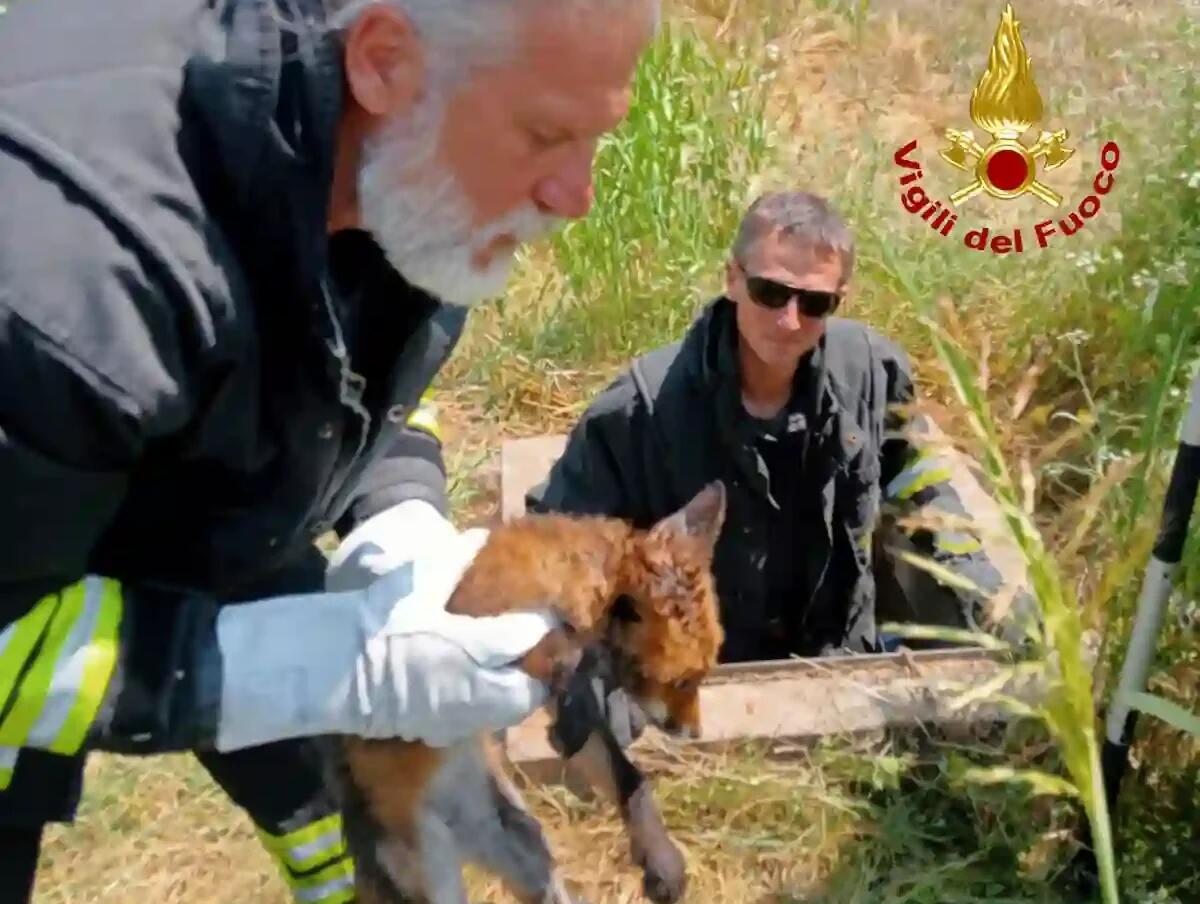 Una volpe imprigionata in un condotto: viene liberata dai Vigili del fuoco - 