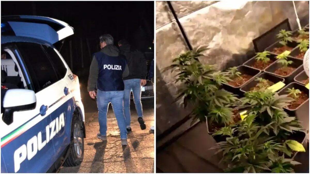 Polizia interviene per sedare una lite, ma scopre una coltivazione di cannabis. L'uomo: "Hobby personale". - 