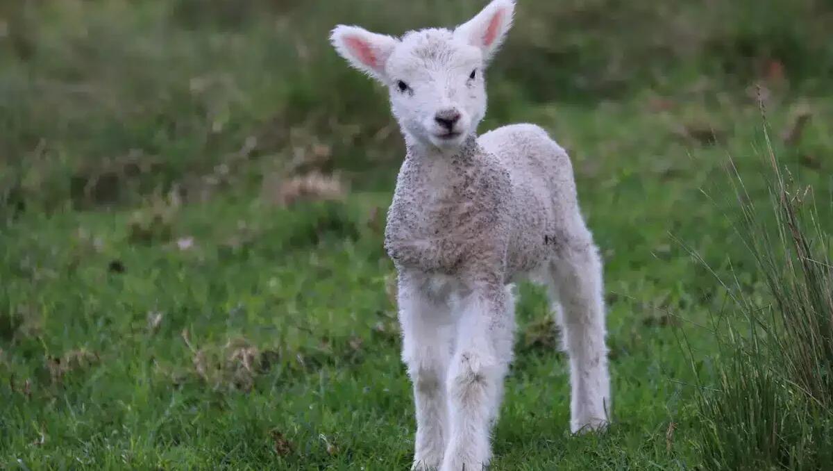 500 agnelli sgozzati per la Festa del Sacrificio, rivolta degli animalisti: "Non è inclusione, siamo nel 2025" - 