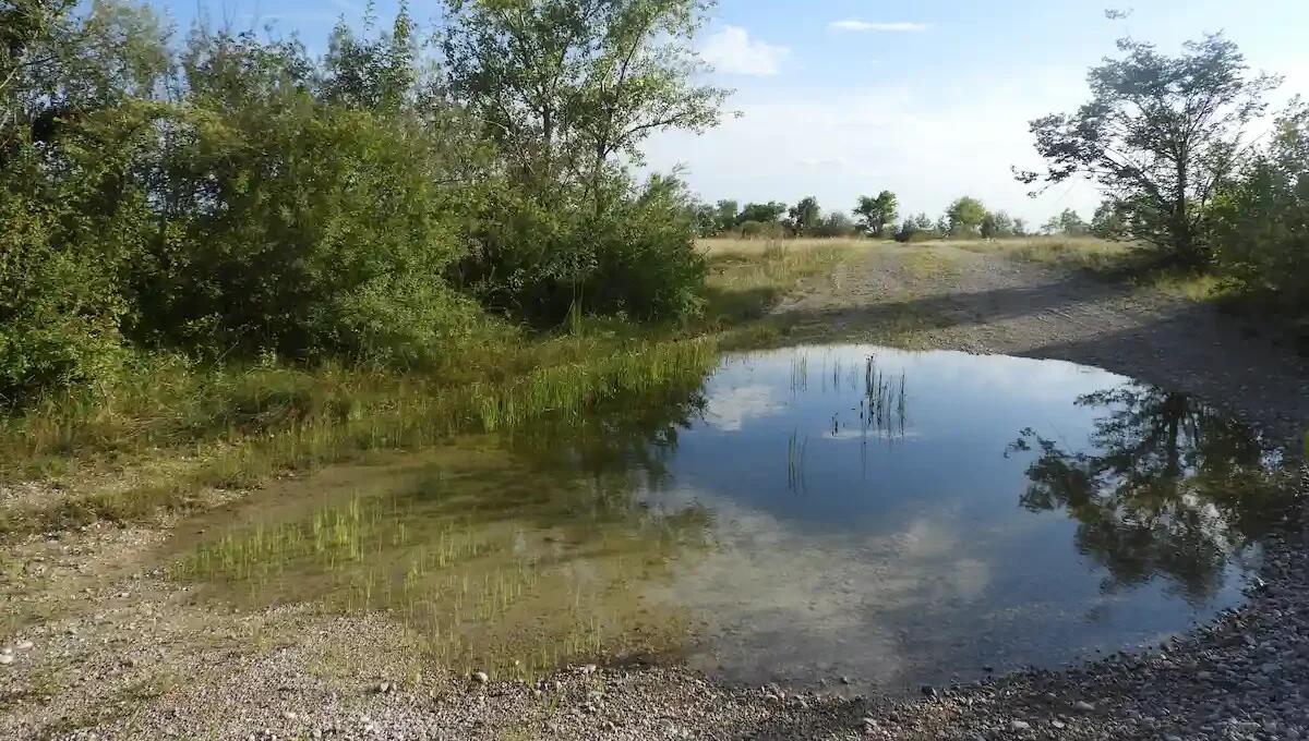 "Pozze e stagni": una conferenza alla Riserva di Cornino per la tutela degli specchi d'acqua - 