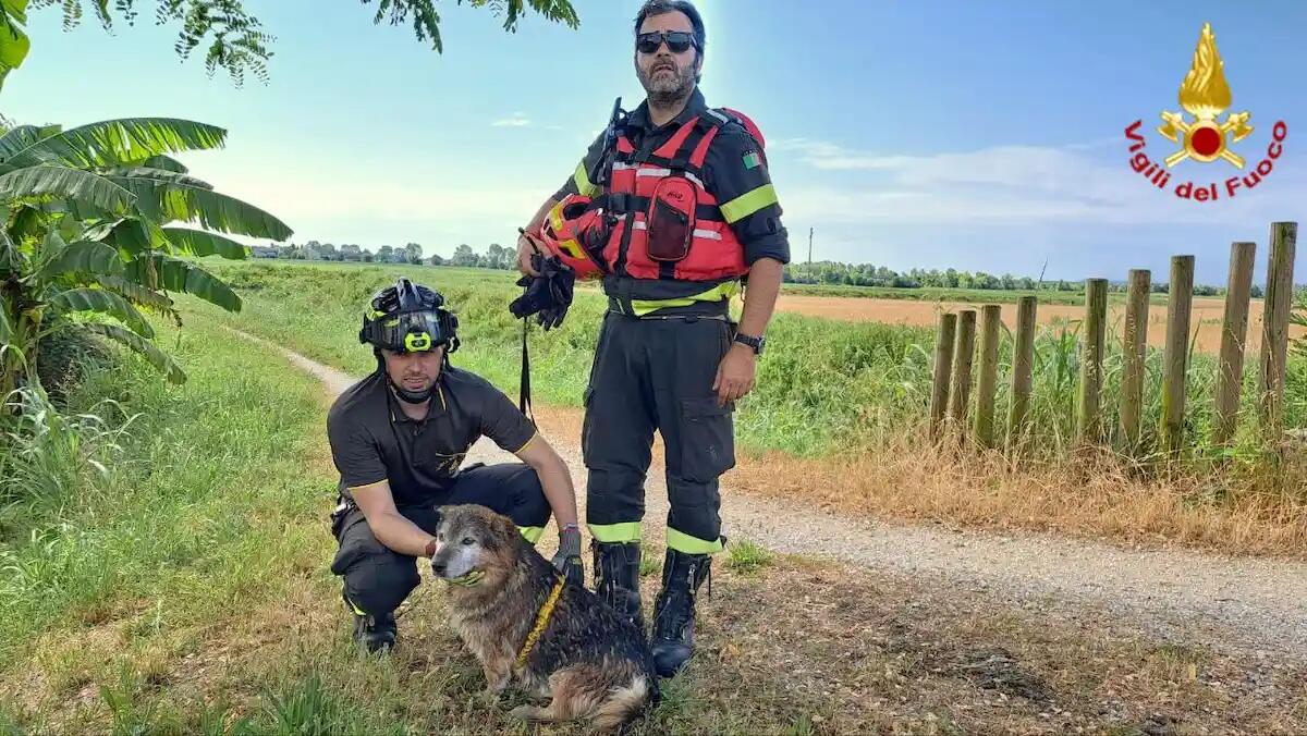 Cane cade in un canale e non riesce a risalire: salvato dai pompieri - 