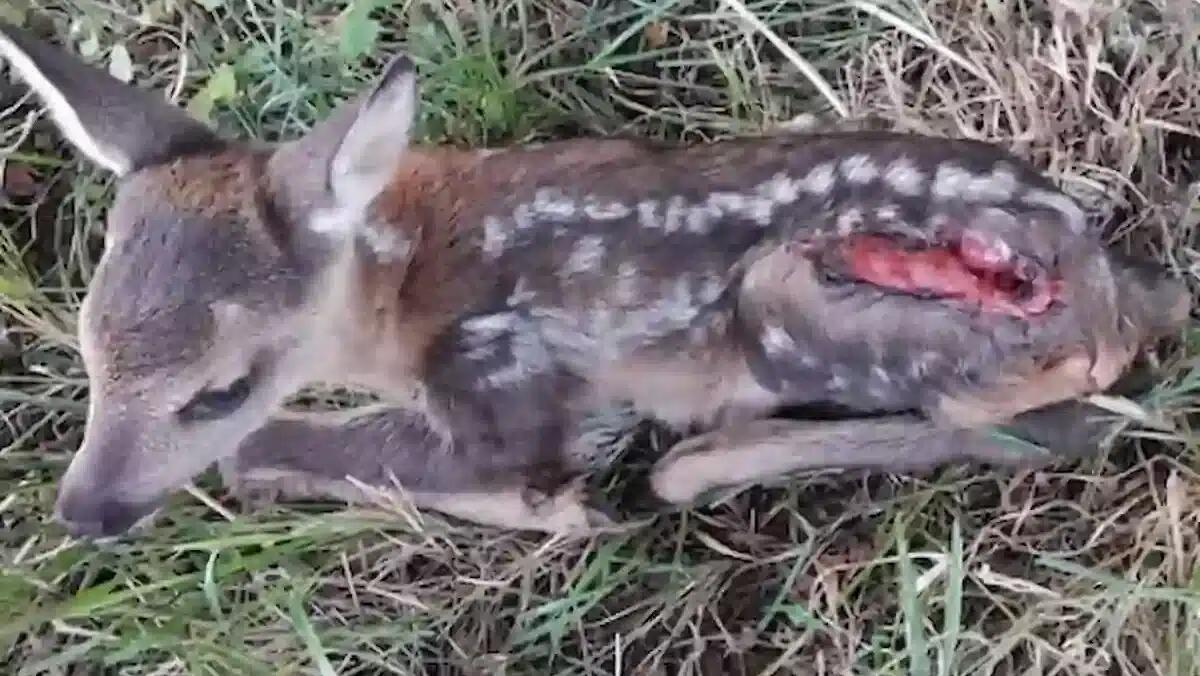 Cuccioli di capriolo uccisi o feriti dalle falciatrici agricole, gli animalisti: "ritardare lo sfalcio" - 