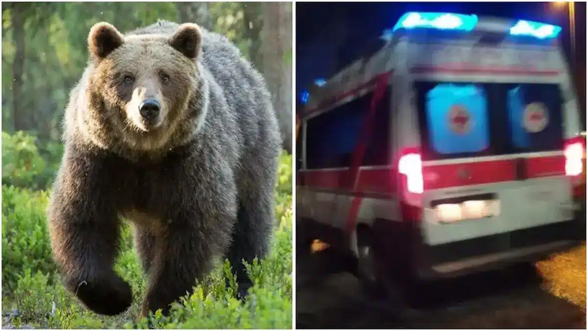 Orso attraversa improvvisamente la strada, ambulanza in servizio lo investe - 