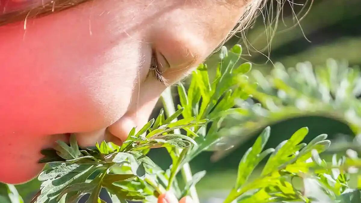 Radici Tarvisio 2025, un’estate tra natura, storia e sapori autentici - 