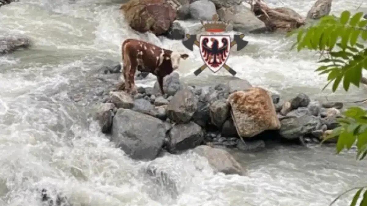 Mucca rimane bloccata nel torrente: necessario l'intervento dei pompieri - 