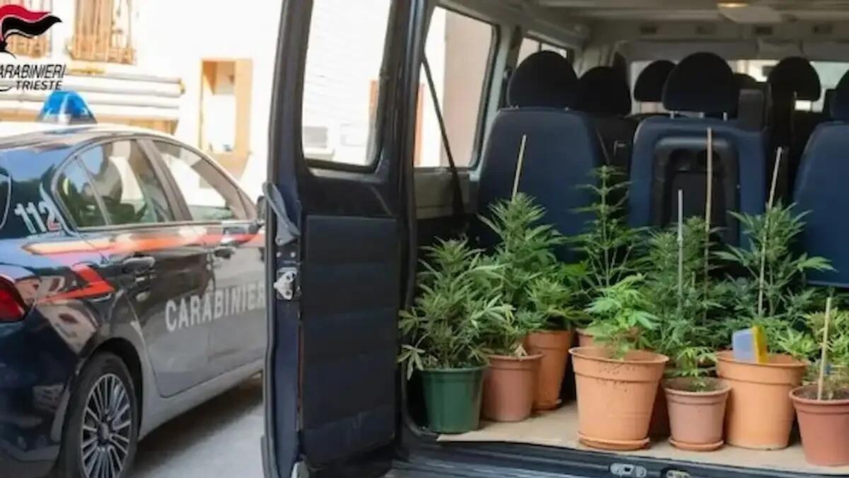 14 piante di marijuana sul balcone: denunciato un 57enne triestino - 