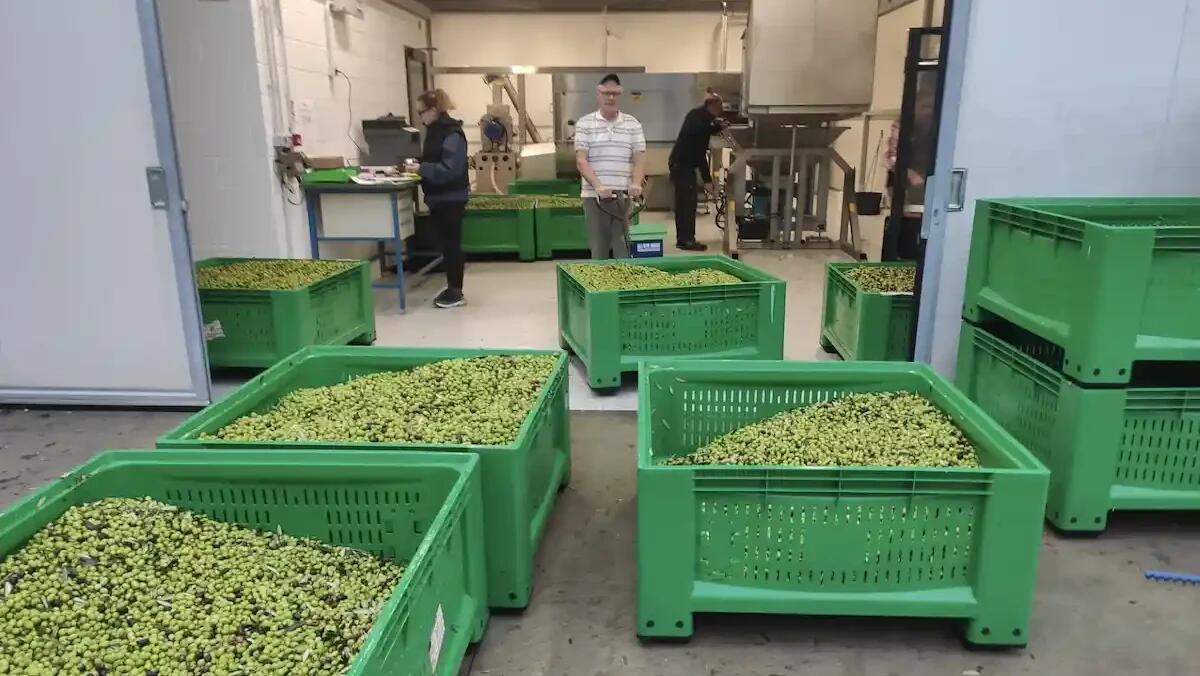 Formazione e innovazione per rilanciare l’olivicoltura friulana con il Consorzio Olio Evo Fvg - 