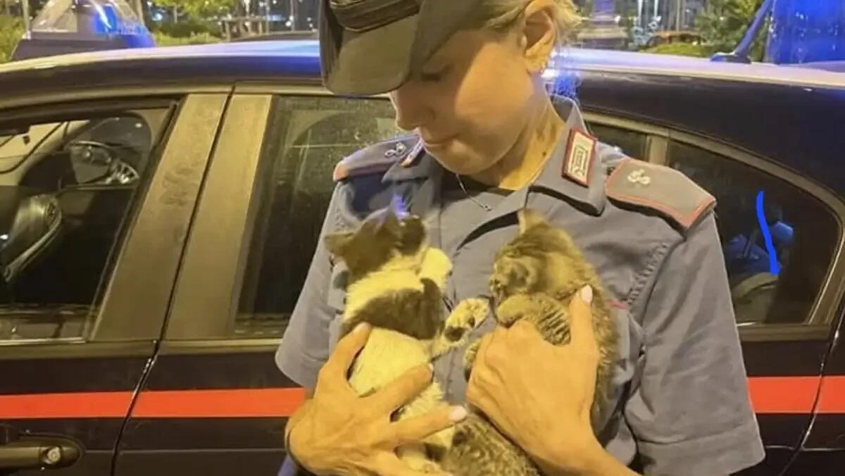 Miagolii dal cofano, due gattini incastrati nel motore  di un'auto: salvati da Carabinieri e Vigili del fuoco - 
