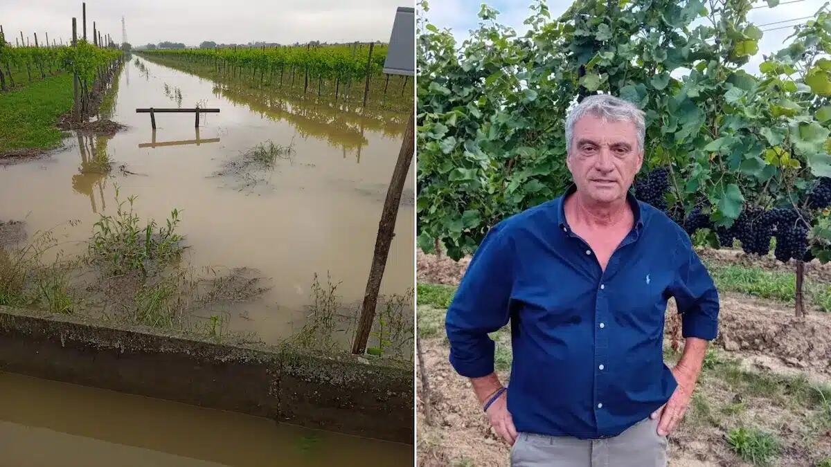 Grandine e piogge sui vigneti, Nadal: “Agricoltori, assicuratevi” - 