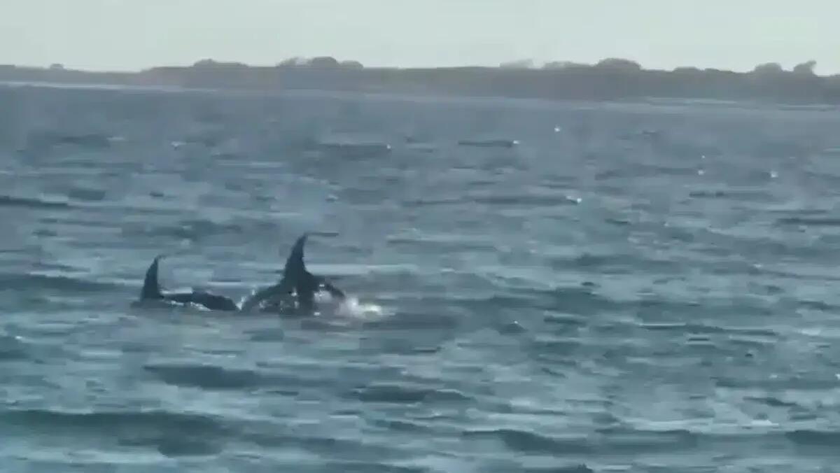 Spettacolo in mare: delfini danzano davanti alla costa di Caorle - IL VIDEO - 