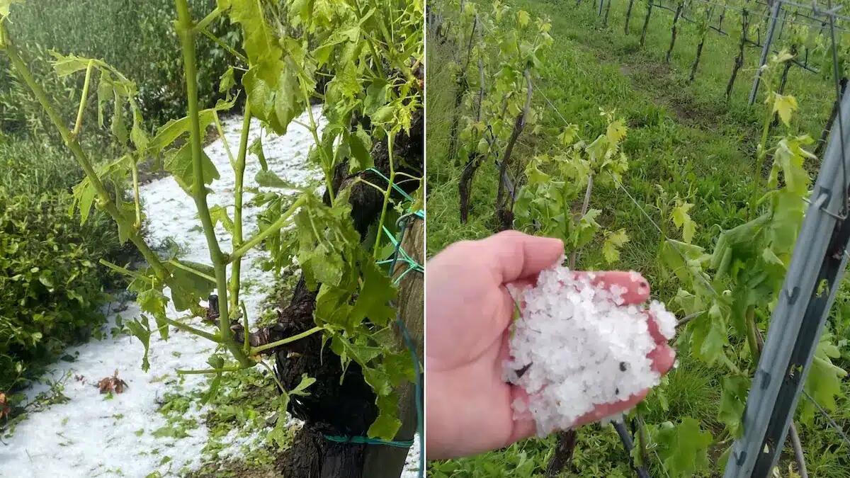 Grandine e piogge devastano i vigneti nel Vicentino: perso il 30% dell’uva - 