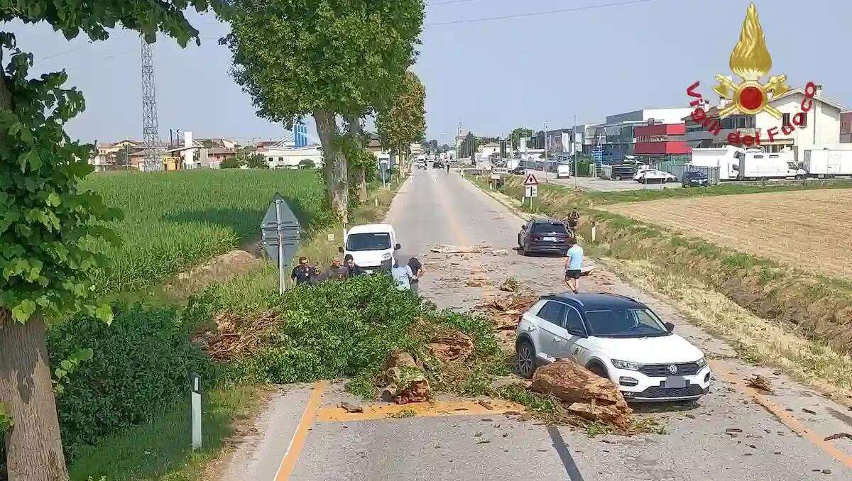 Paura a Rubano: albero crolla su tre veicoli in transito - 