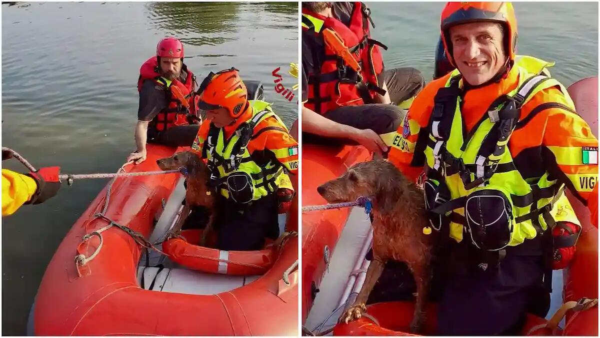 Cane cade nel Brenta a Noventa Padovana: salvato dai Vigili del fuoco - 