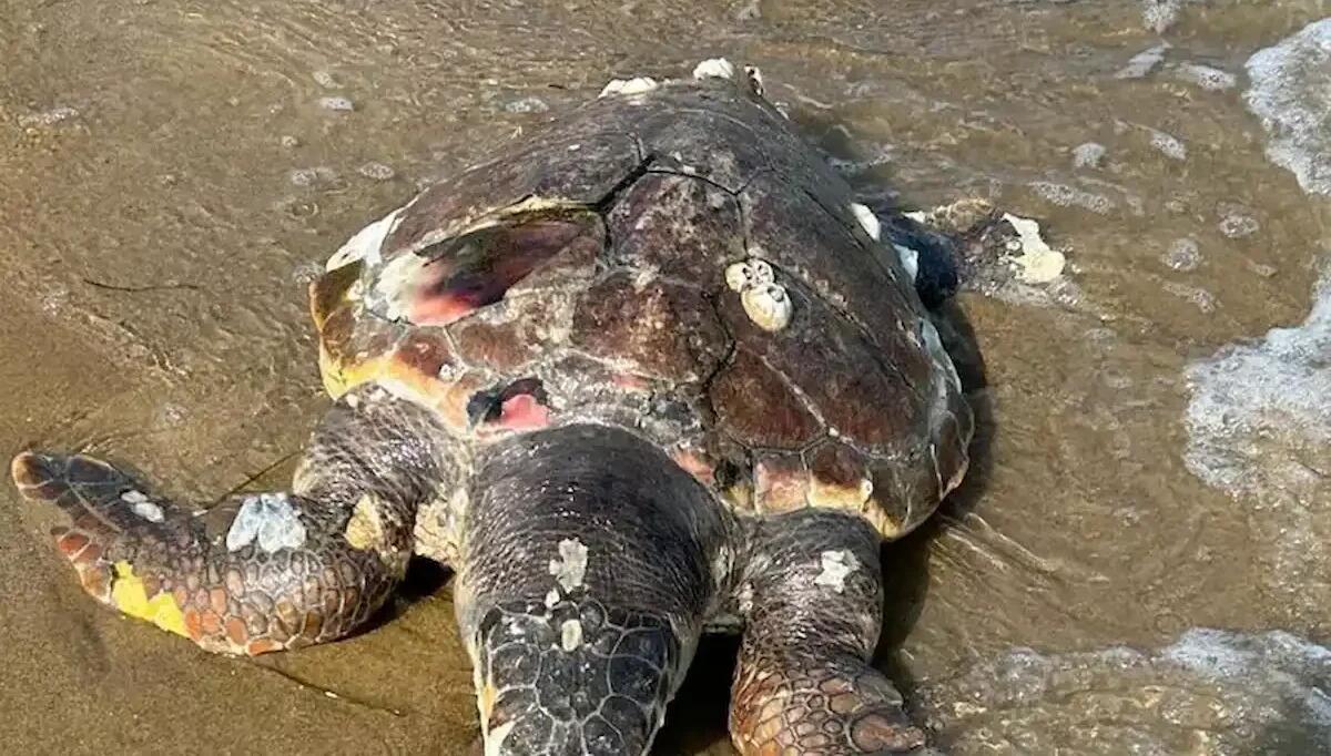 Tranciate dalle eliche delle barche: 4 tartarughe marine trovate morte sulla costa di Bibione - 